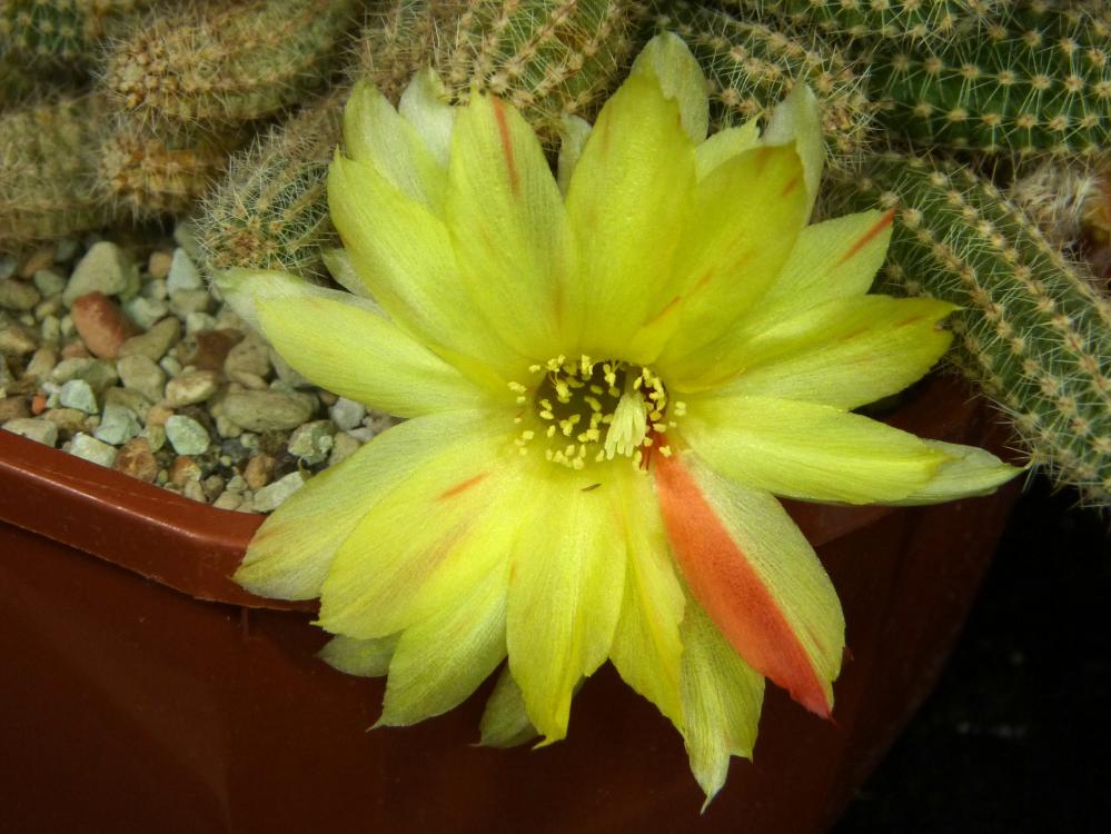 Chamaecereus